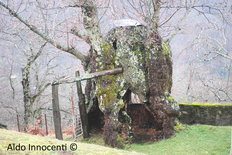 RENAIO: CASTAGNO CAPANNO DI CACCIA DEL MARCHI 8' IMMAGINE